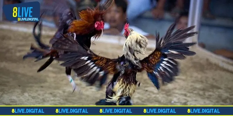 Bí kíp nhanh ra tiền từ cao thủ tại đá gà 8LIVE