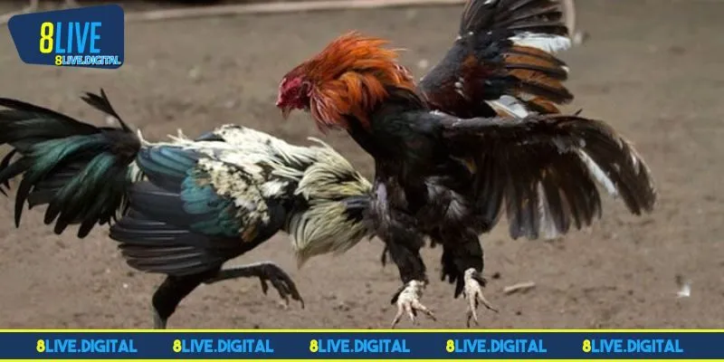 Khái quát về sơ lược về đá gà 8LIVE