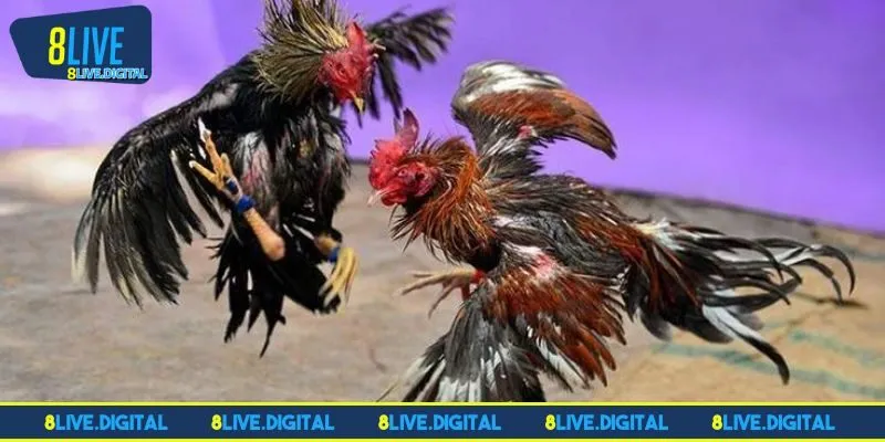 Tổng hợp các game nên thử tại đá gà 8LIVE